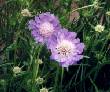 Pincushion
