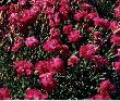 Pinks