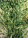 Porcupine Grass