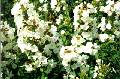 Rosalinde Summer Phlox