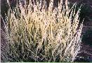 Variegated Velvet grass