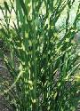 Zebra Grass