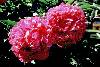 Peony