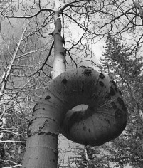 A Truly Twisted and Warped Tree - No Good for a PicStrum