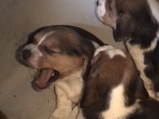 Sleepy Beagle!