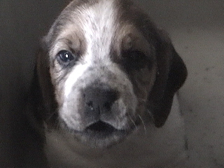 This little guy barks any time he sees a person!!