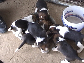 The puppies are now eating regular food!!