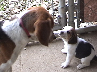 Sam doesn't know what to think about all the puppies!