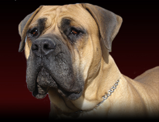 Tasha banner image