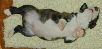 laid out Larry