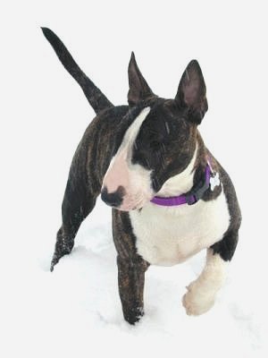 snow larry