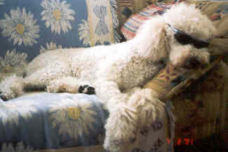 Lounging Elvis