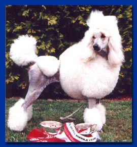 NZ.Ch.Pierdon ELvis