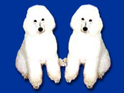 Pierdon Poodles