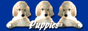 Puppies