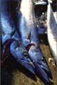 a picture of snoek