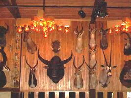 stuffed animal heads