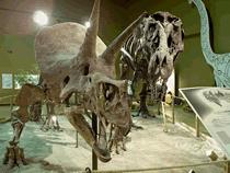 dinosaur skeletons