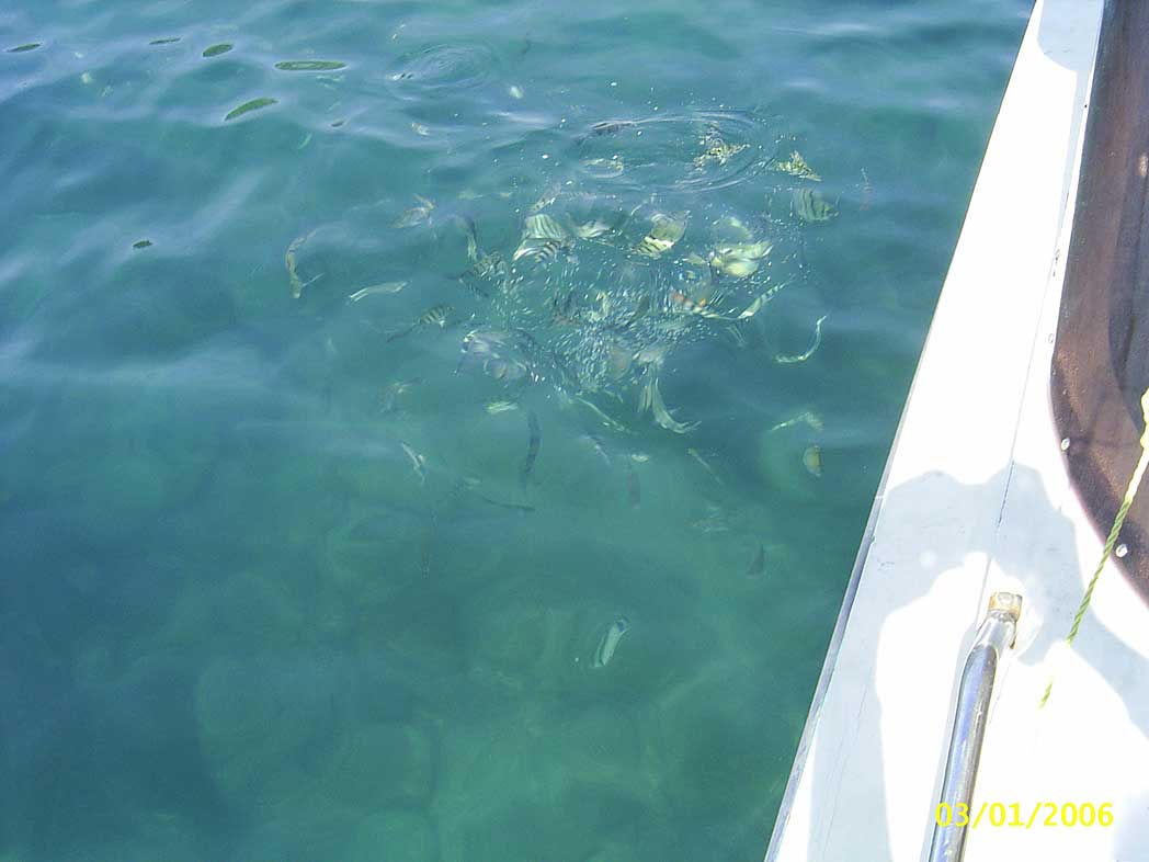 Snorkeling, fresh fish - Koh Samet