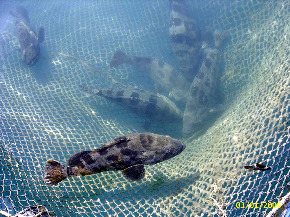Where are the Snapper - Koh Samet Island
