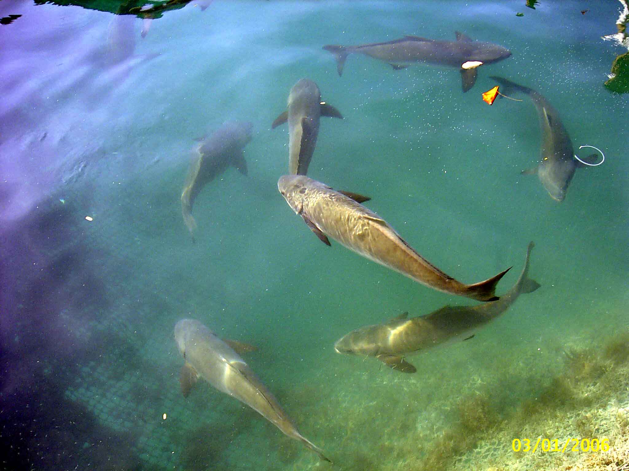 There are Shark's - Koh Samet Island