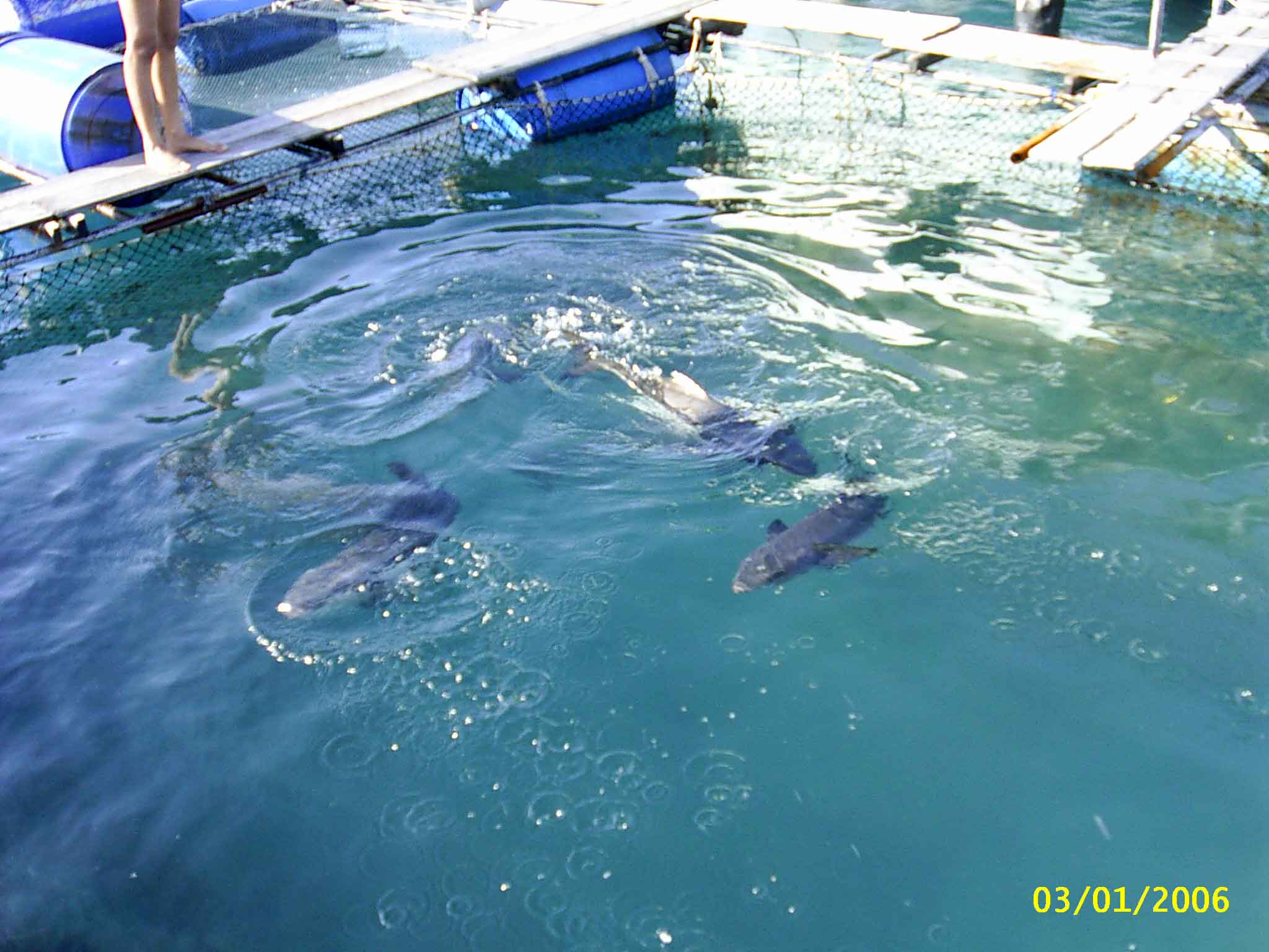 There are more Shark's - Koh Samet Island