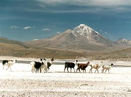 laguna de Aravilla y volc�n Isluga