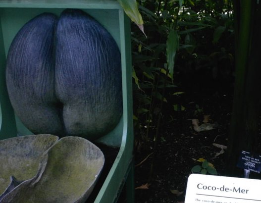 Coco de Mer...