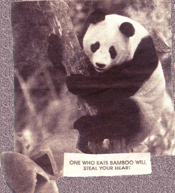 Fortune Cookies