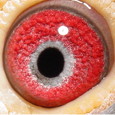 Eye: 01-665BCWF Cock