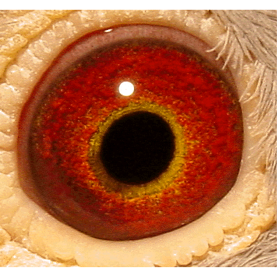 Eye: 02-779DBC Cock