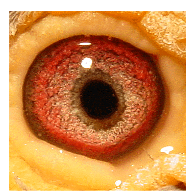 Eye: 91-248BC Cock