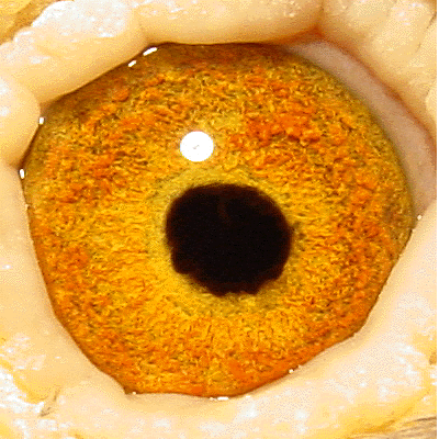 Eye: 91-401 Slate Hen