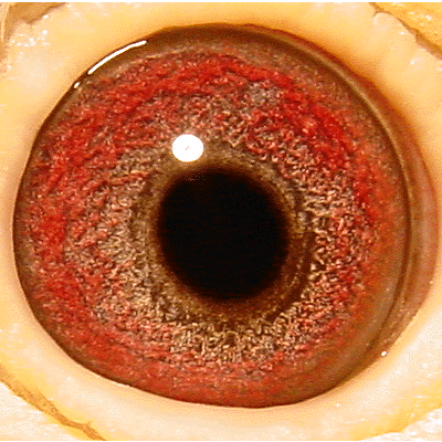 Eye: 92-394B Hen