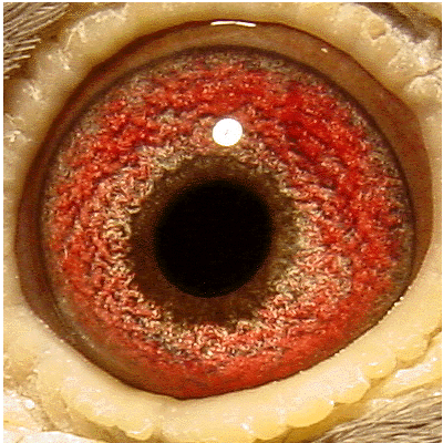 Eye: 96-5055BC Hen