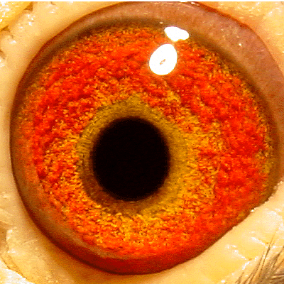 Eye: 99-2903BC Hen