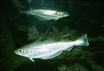 Show available picture(s) for Merlangius merlangus