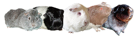 Piggsrbest