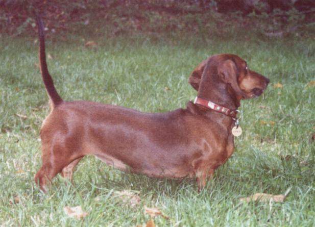 Cora