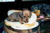 HotDog