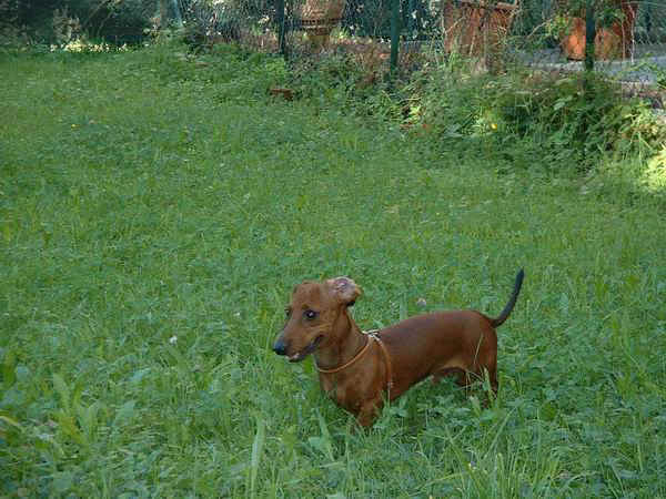 Martino