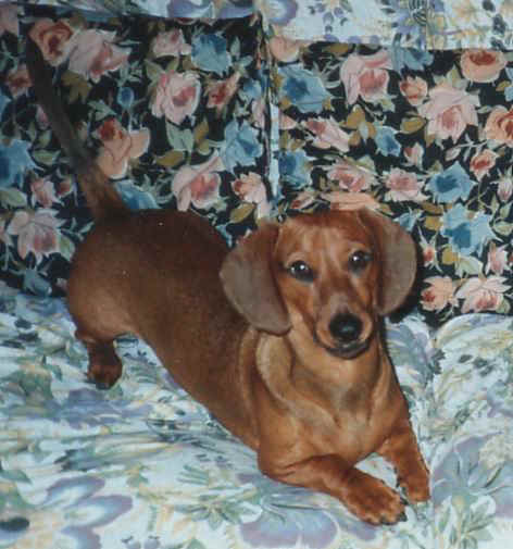 Teddy