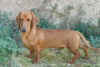 Rudy
