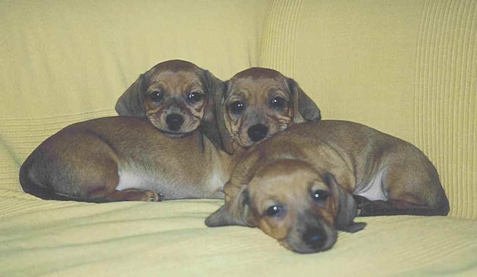 Troppo belli !