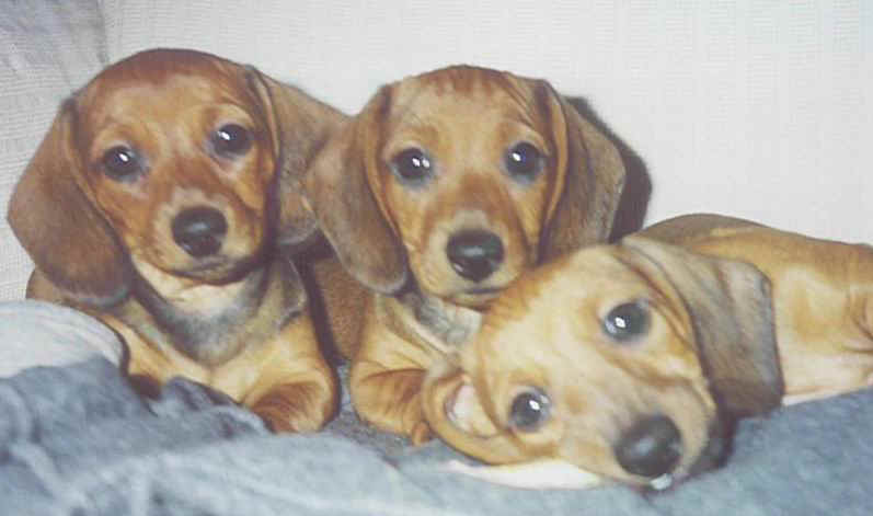 Charlotte,Martino e Biondone