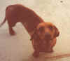 Otto
