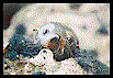 Wildlife next door 11kb