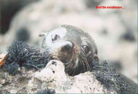 The seal I accidentally trod on, on the rocks next door at South Piha, Auckland, New Zealand 18kb