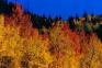 ColoradoColorHodge.JPG