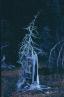GhostlyTrees.JPG